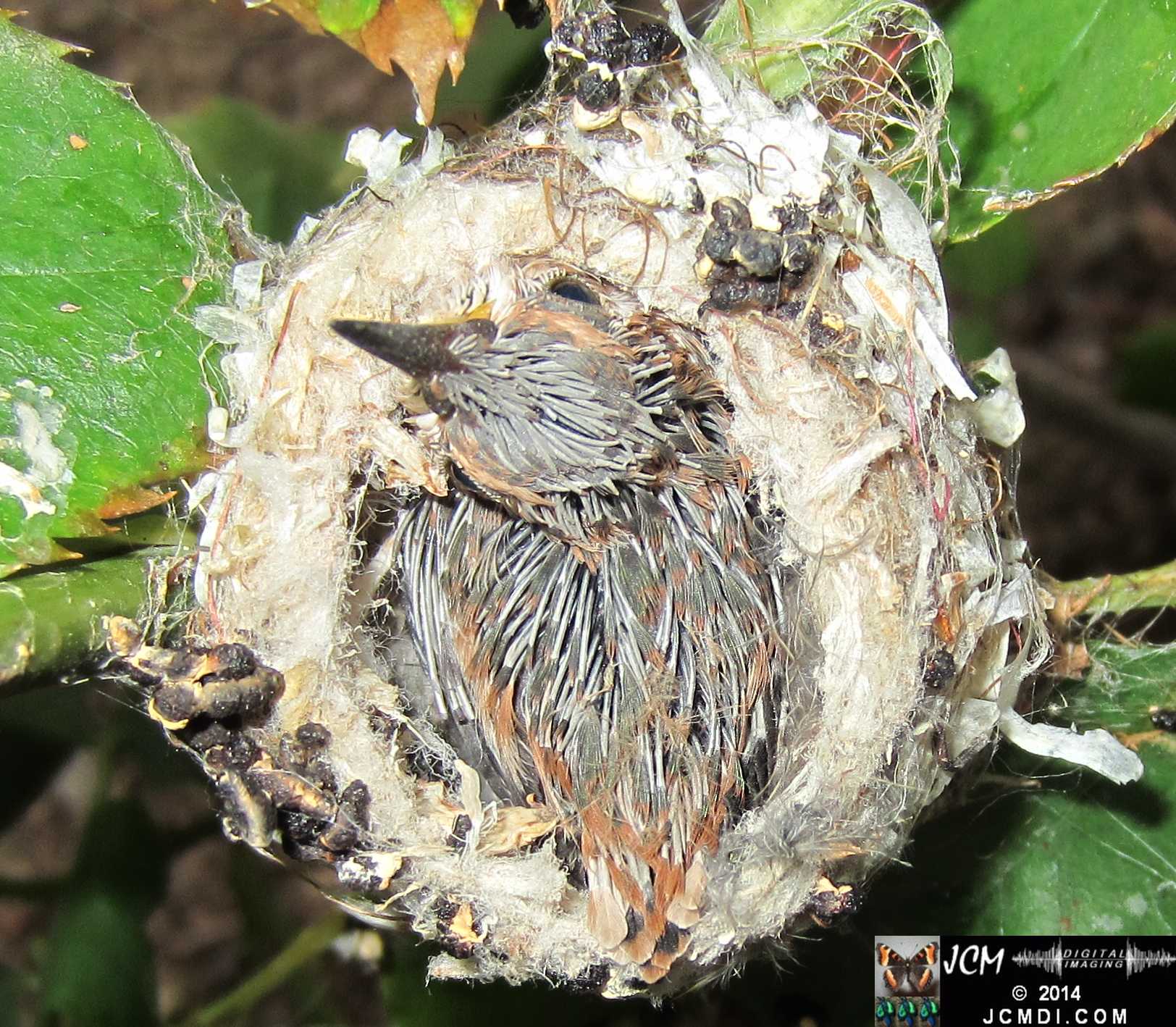 Allen's Hummingbird nest and chick with colors appearing in the feathers